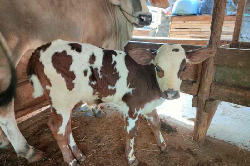 Tingkatkan produksi daging, Pemkot Cirebon kembangkan sapi Belgian Blue