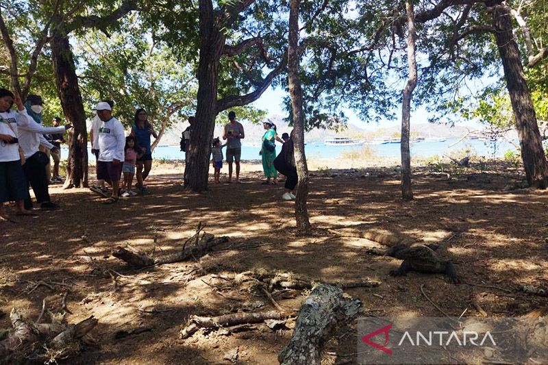Kunjungan wisatawan asing ke Labuan Bajo meningkat pada Agustus 2022 -  ANTARA News