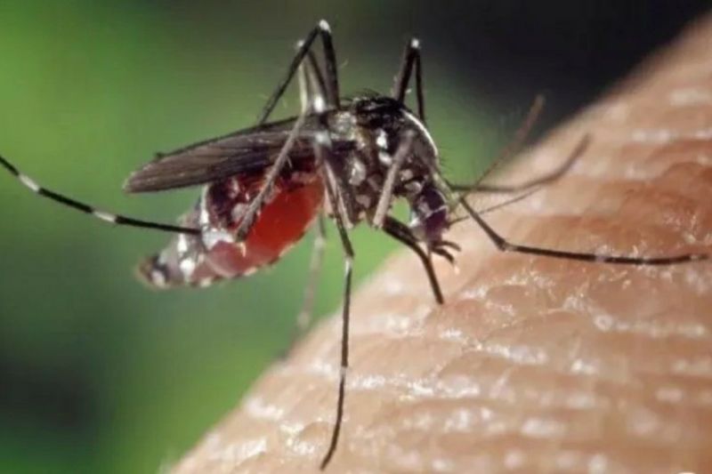 Kendari Wellness Bureau has recorded 184 scenarios of dengue fever, five of which have died – ANTARA Information Southeast Sulawesi – ANTARA News Kendari, Southeast Sulawesi