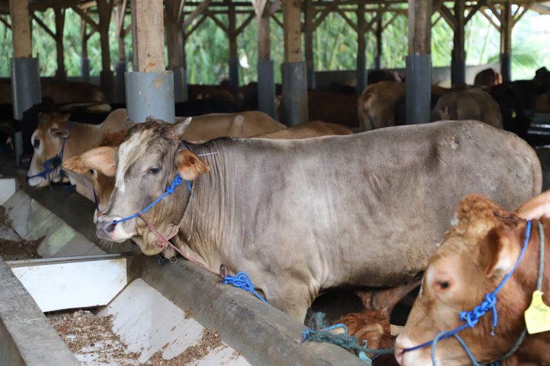 Pemkab Garut subsidi asuransi 300 sapi dan kerbau