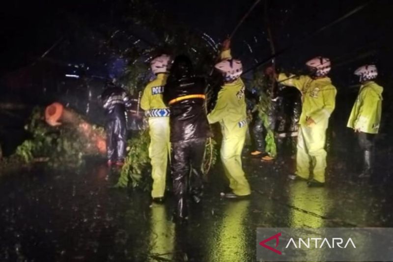 Petugas lakukan penanganan pohon tumbang di jalur Cianjur-Bogor