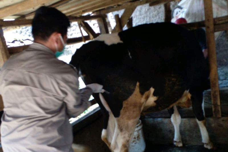 Diskanak Garut vaksinasi PMK dosis kedua untuk ternak sapi