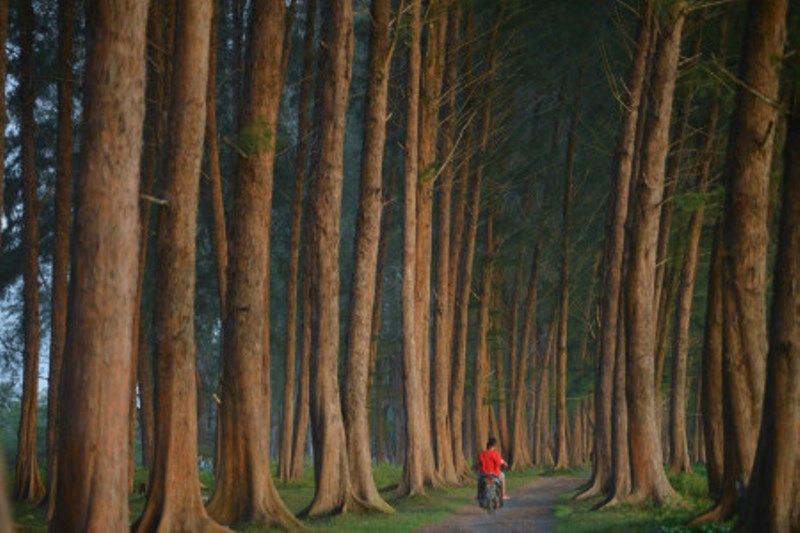 Pengembangan Desa Wisata Hutan Pinus Padangpariaman