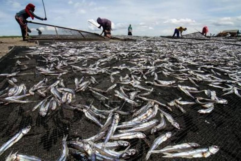Produksi Ikan kering Kualitas Ekspor