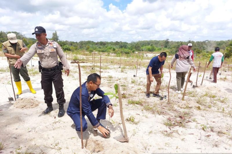 Pelindo Belitung tanam ratusan pohon di lahan bekas tambang