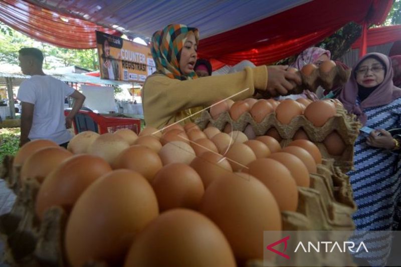 Memenuhi protein hewani lewat peningkatan konsumsi ayam dan telur