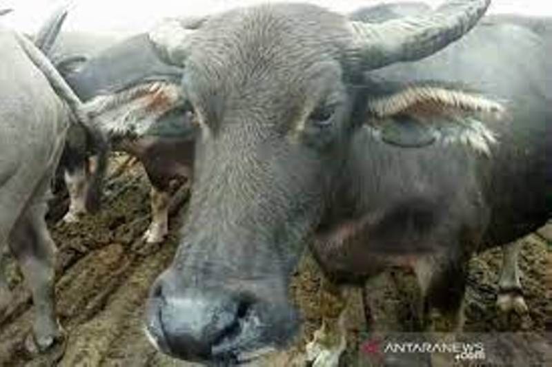 Puluhan kerbau di Kampar mati akibat terkena penyakit ngorok