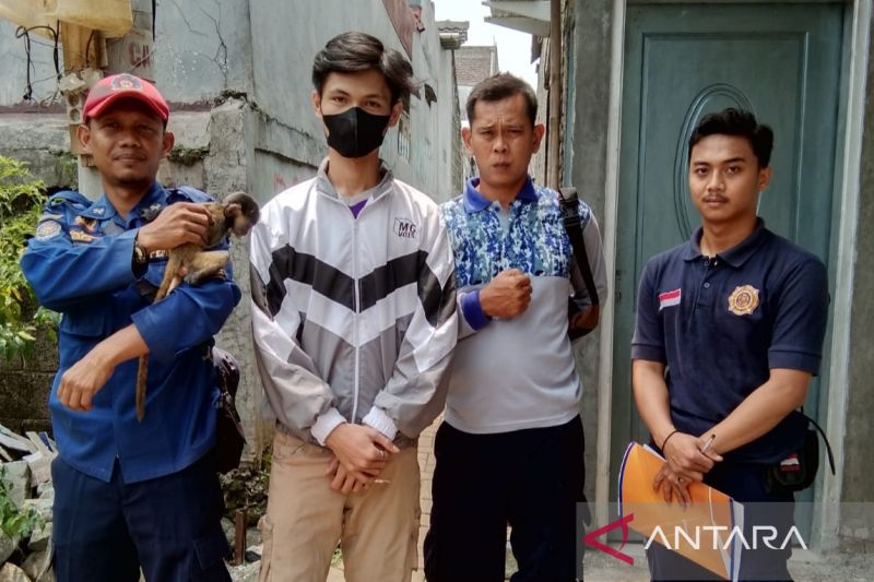 Petugas BPBD Tangerang terima penyerahan seekor lutung jawa