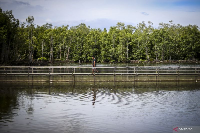 BRIN kembangkan sistem tanam mangrove yang menggunakan pesawat nirawak