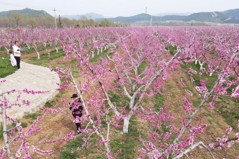 E-commerce hadirkan kehidupan bagi petani persik di Beijing