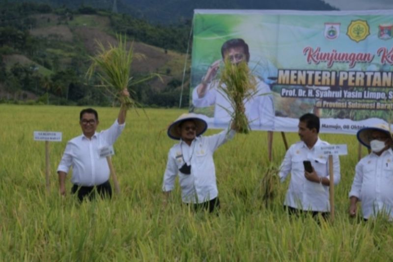 Mentan dukung Sulbar kembangkan 2.000 hektare lahan padi