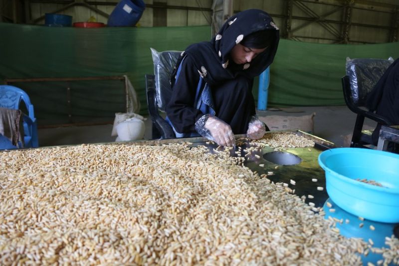 Afghanistan kembali ekspor kacang pinus ke China usai tertunda 8 bulan