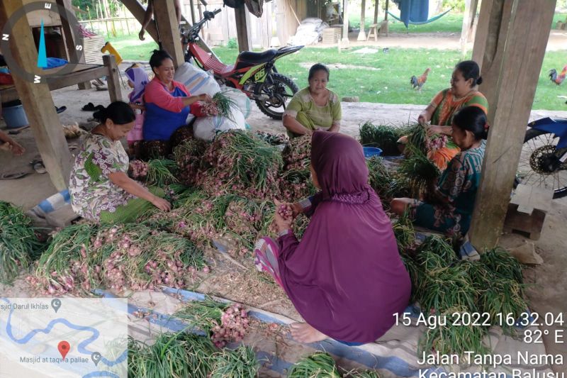Warga Desa Lampoko menikmati produksi bawang merah sumbangan bibit PLN