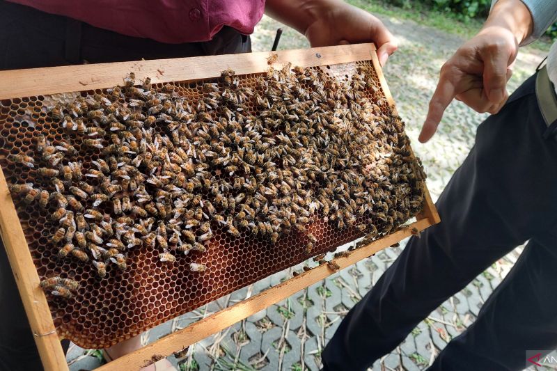 Ini bedanya madu, propolis, royal jelly, dan bee pollen