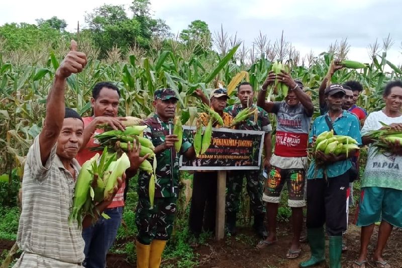 Prajurit Denkesyah Korem 173/PVB panen jagung bersama warga Biak