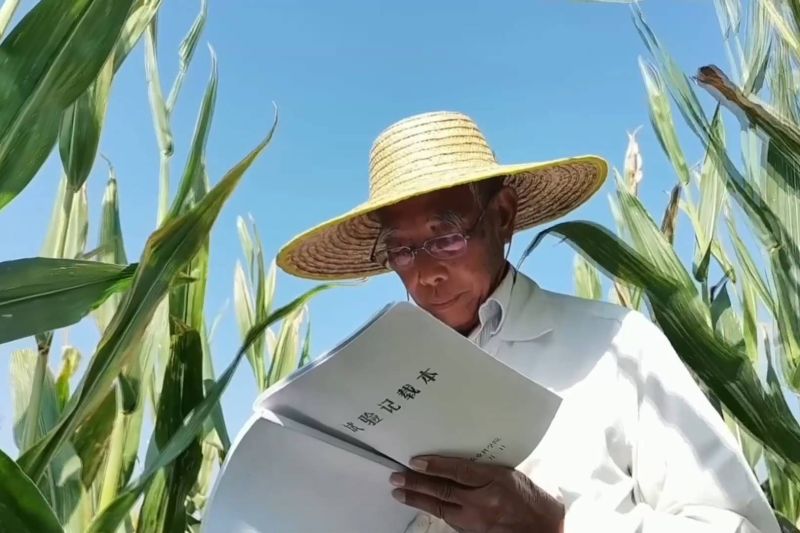 Senior pakar agronomi kembangkan benih jagung di China