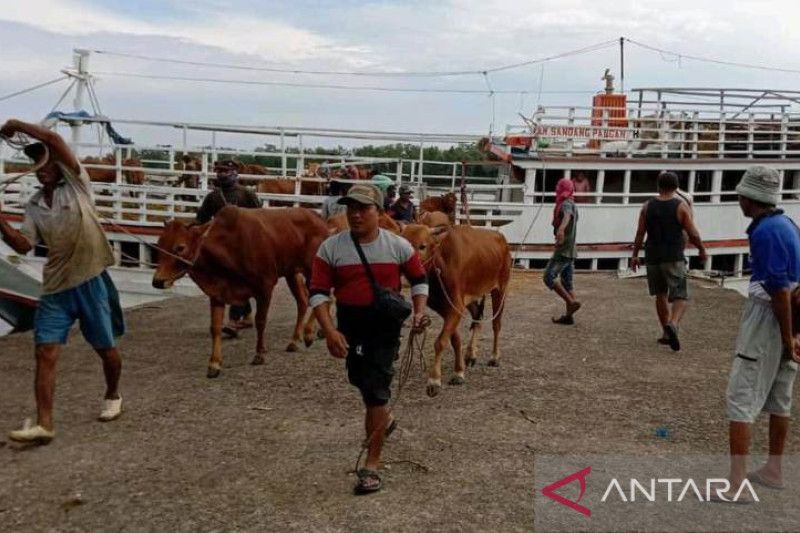 Babel datangkan 1.500 sapi potong dari Lampung