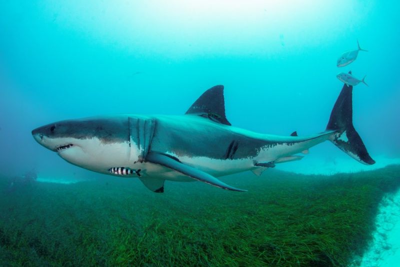 Studi ungkap hiu jadi “penggaruk” ideal ikan besar di laut terbuka