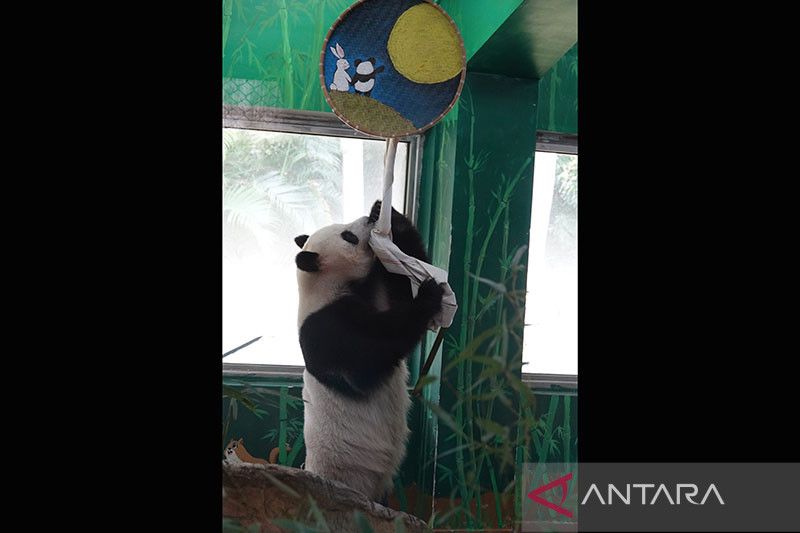 Panda raksasa beraksi “yoga terbang” di Provinsi Guangdong