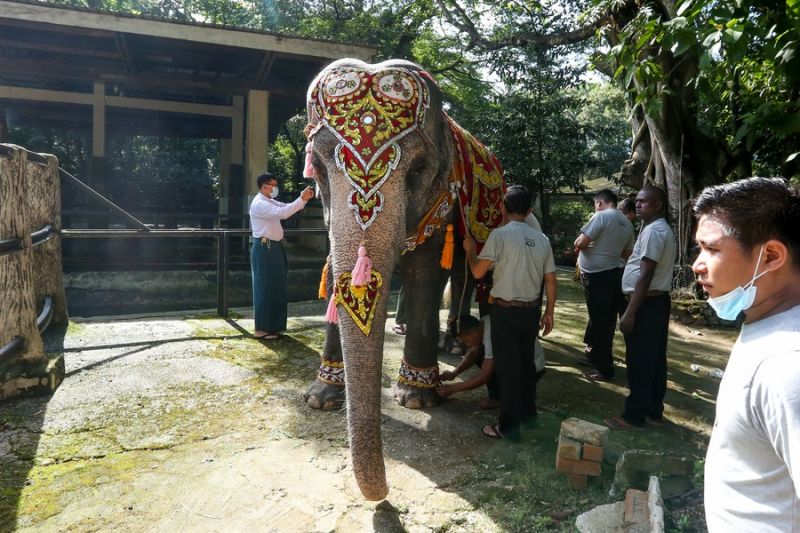 Gajah Asia tertua di Kebun Binatang Yangon rayakan ulang tahun ke-69