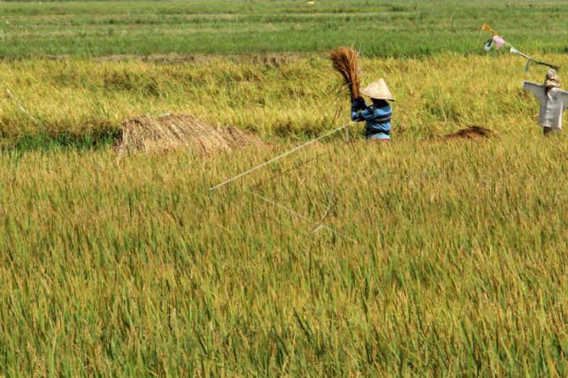 Produksi padi di Kabupaten Cirebon hingga triwulan III 2022 capai 492.803 ton