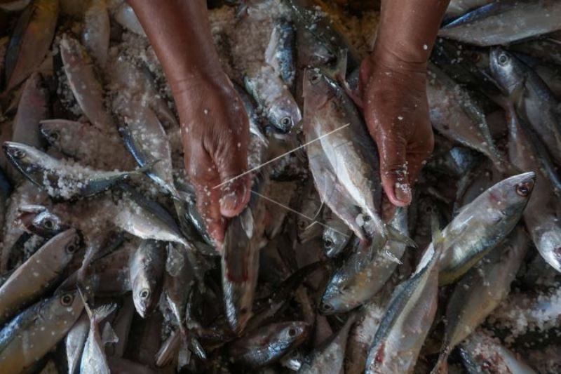 Harga Ikan Lauk Naik