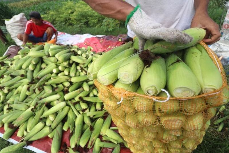 Harga Jagung Manis Naik