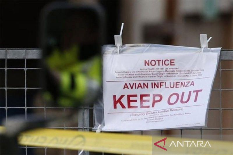Peru, Ekuador umumkan darurat kesehatan hewan setelah wabah flu burung