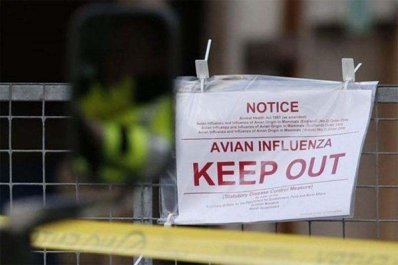 Wabah flu burung di Prancis kian memburuk