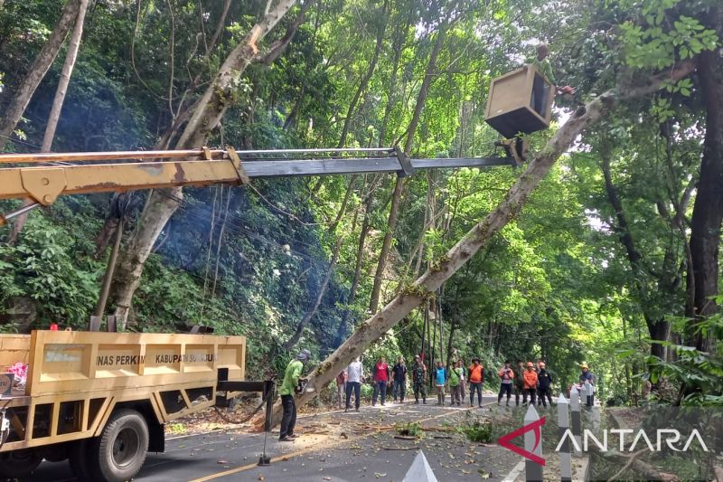 Pohon-pohon rawan tumbang di sekitar wisata laut selatan Sukabumi dipangkas