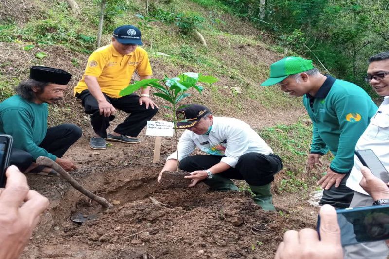 Kulon Progo kembangkan agribisnis kopi di Bukit Menoreh