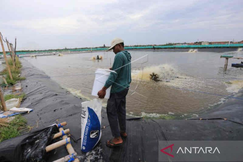 Produksi udang vaname di Cirebon capai 6.000 ton per tahun