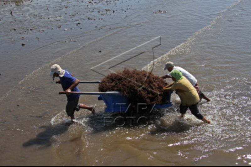 Penguatan daya saing rumput laut nasional