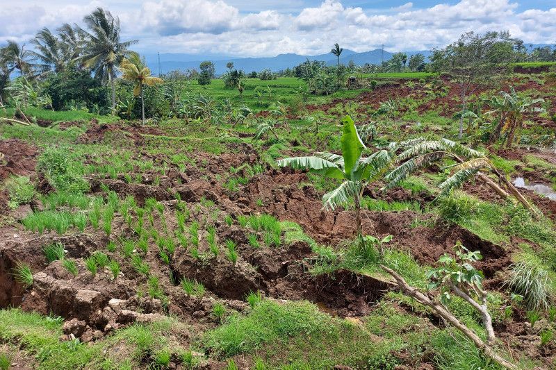 317 hektare lahan sawah di Cianjur rusak akibat gempa