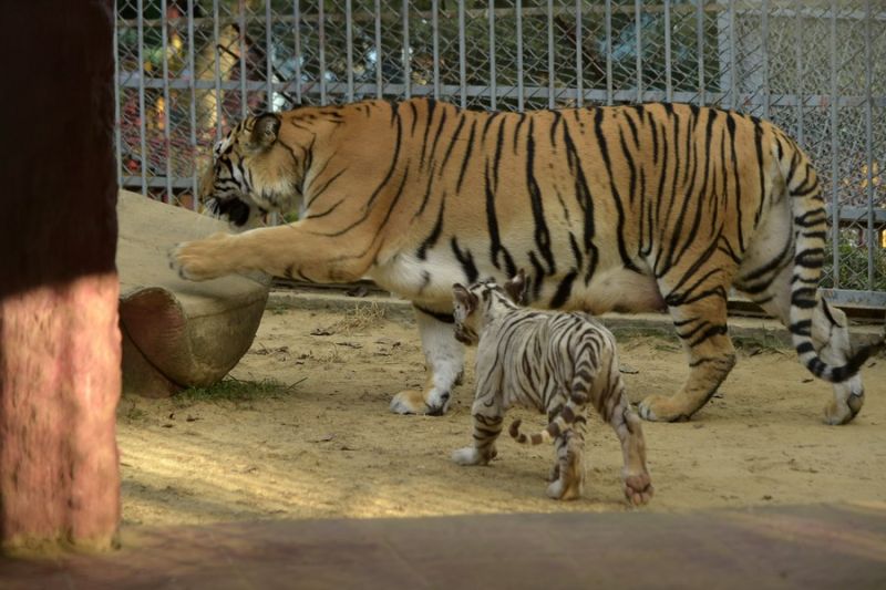 Melihat bayi-bayi harimau putih bermain di KB Chattogram, Bangladesh