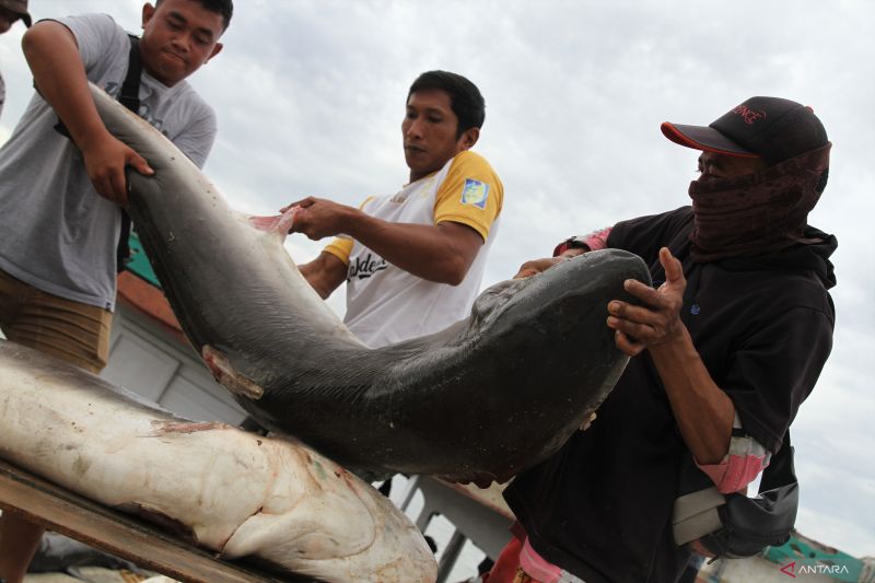 BERBURU TANGKAP IKAN HIU