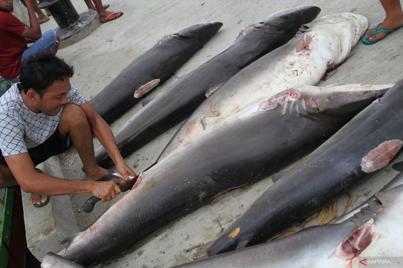 BERBURU TANGKAP IKAN HIU