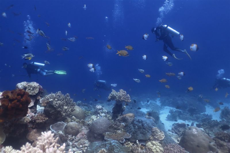 MENIKMATI KEINDAHAN BAWAH LAUT WAKATOBI