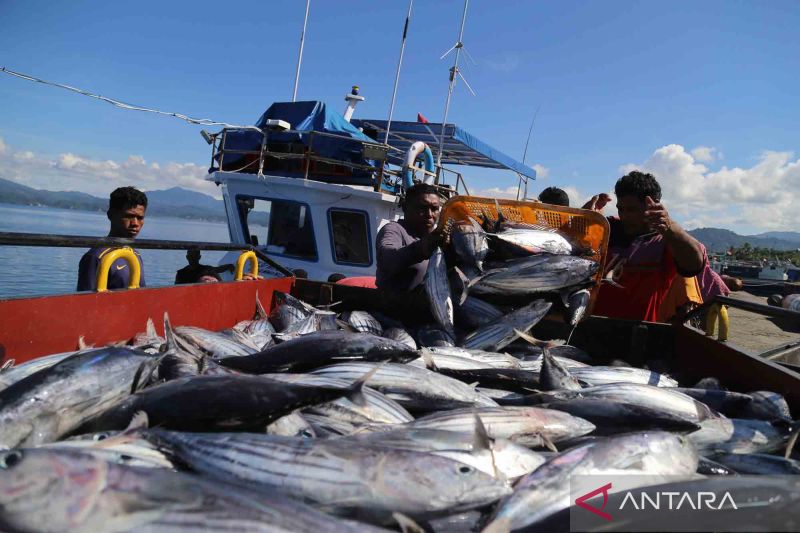 Penangkapan Ikan Terukur Untuk Produktivitas Dan Keberlanjutan Antara News