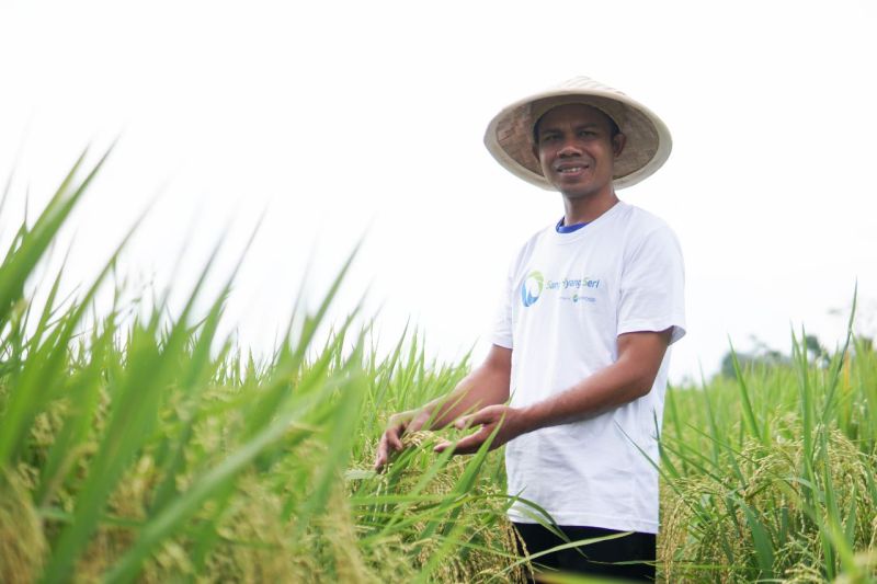 Sang Hyang Seri suplai 7.000 ton benih padi bersertifikat ke petani