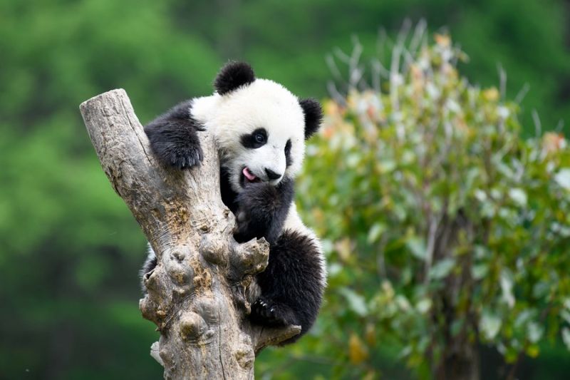 Kamera cerdas dipasang di taman nasional China, rekam aktivitas panda