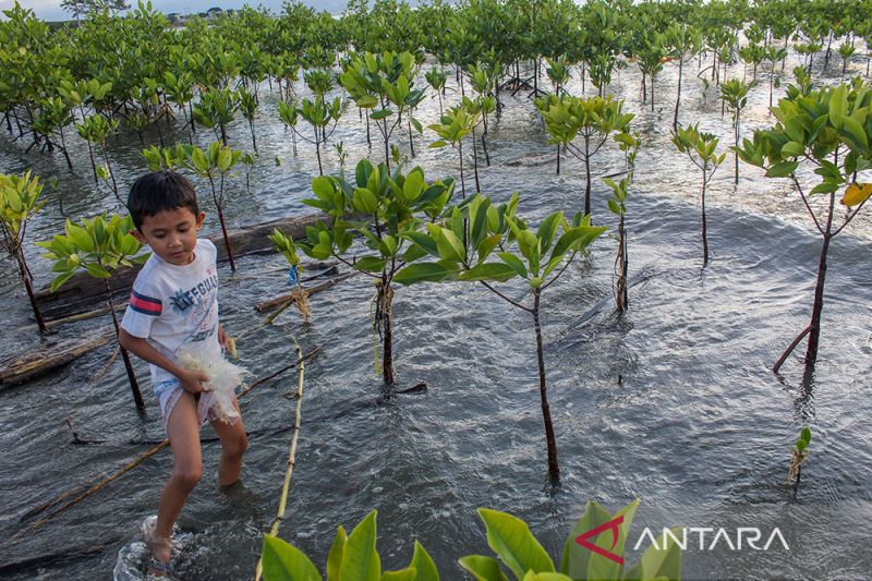 Pemeliharaan Tanaman mangrove
