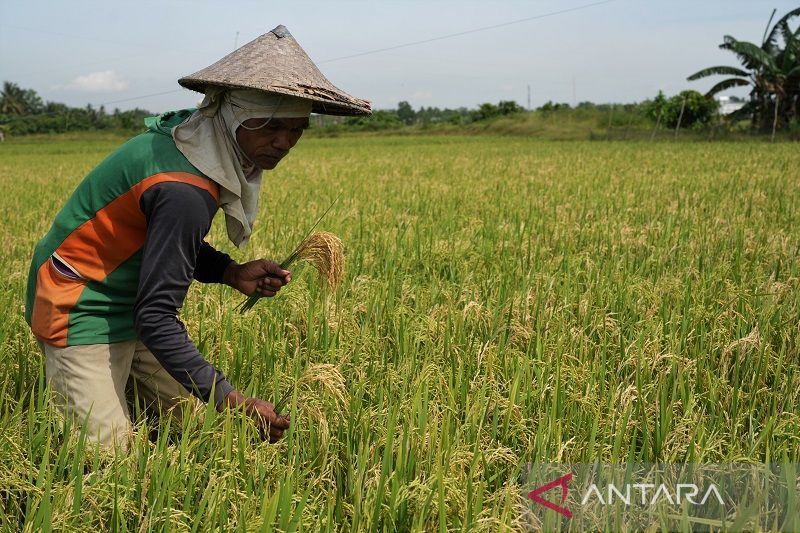 HAMA PENGGEREK BATANG SERANG TANAMAN PADI