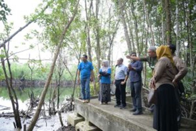Unri kembangkan kawasan ekowisata mangrove di Kampus Dumai