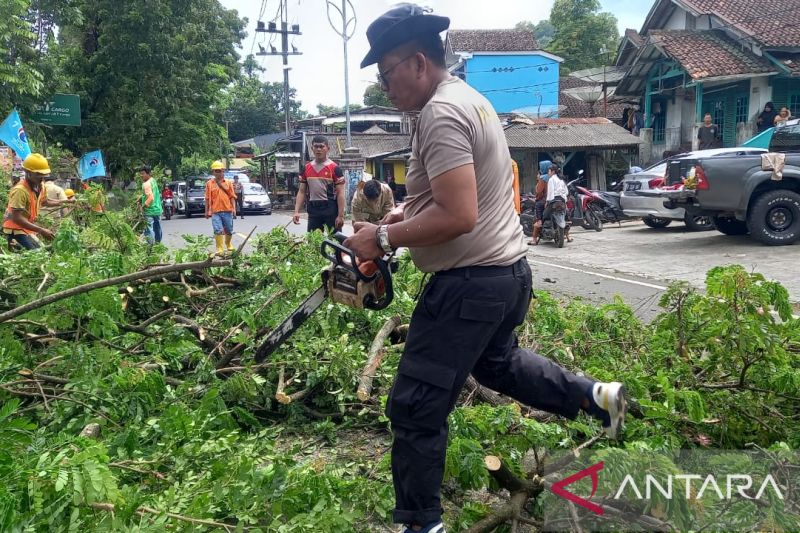 Pemangkasan pohon di jalan nasional Palabuhanratu Sukabumi cegah pohon tumbang
