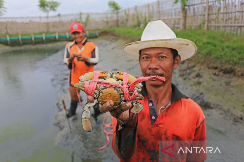 Budidaya kepiting bakau