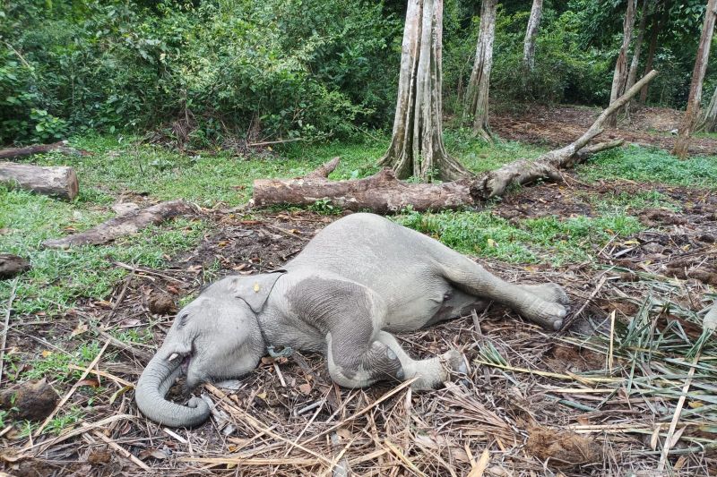 Dunia konservasi kembali berduka, anak gajah di Kampar mati akibat virus