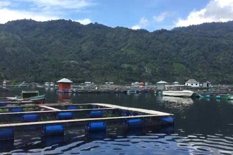 Kadar oksigen di Danau Ranau normal lagi, kematian ikan mereda