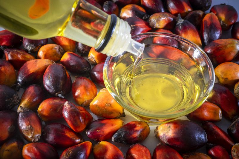 Indonesian Palm Oil Sustainable and Reliable ANTARA News