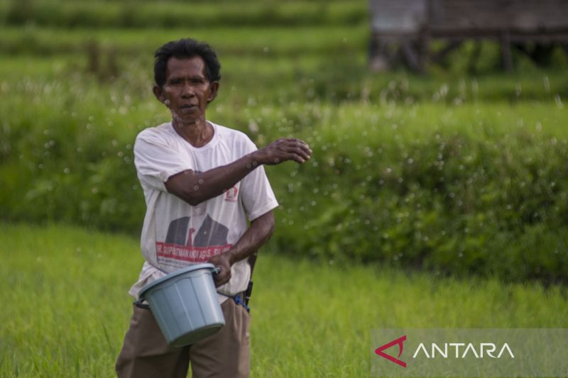 Petani Kesulitan Dapatkan Pupuk Bersubsidi